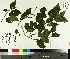  ( - TJD-450)  @11 [ ] CreativeCommons - Attribution Non-Commercial (2014) MTMG McGill University Herbarium