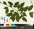  ( - TJD-452)  @11 [ ] CreativeCommons - Attribution Non-Commercial (2014) MTMG McGill University Herbarium
