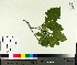  ( - TJD-456)  @11 [ ] CreativeCommons - Attribution Non-Commercial (2014) MTMG McGill University Herbarium