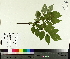  ( - TJD-458)  @11 [ ] CreativeCommons - Attribution Non-Commercial (2014) MTMG McGill University Herbarium