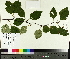  ( - TJD-461)  @11 [ ] CreativeCommons - Attribution Non-Commercial (2014) MTMG McGill University Herbarium