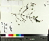  ( - TJD-472)  @11 [ ] CreativeCommons - Attribution Non-Commercial (2014) MTMG McGill University Herbarium
