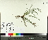 ( - TJD-553)  @11 [ ] CreativeCommons - Attribution Non-Commercial (2014) MTMG McGill University Herbarium