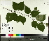  ( - TJD-567)  @11 [ ] CreativeCommons - Attribution Non-Commercial (2014) MTMG McGill University Herbarium