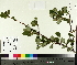  ( - TJD-572)  @11 [ ] CreativeCommons - Attribution Non-Commercial (2014) MTMG McGill University Herbarium