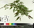  ( - TJD-584)  @11 [ ] CreativeCommons - Attribution Non-Commercial (2014) MTMG McGill University Herbarium
