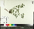  ( - TJD-587)  @11 [ ] CreativeCommons - Attribution Non-Commercial (2014) MTMG McGill University Herbarium