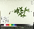  ( - TJD-590)  @11 [ ] CreativeCommons - Attribution Non-Commercial (2014) MTMG McGill University Herbarium