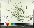 ( - TJD-596)  @11 [ ] CreativeCommons - Attribution Non-Commercial (2014) MTMG McGill University Herbarium
