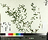  ( - TJD-597)  @11 [ ] CreativeCommons - Attribution Non-Commercial (2014) MTMG McGill University Herbarium
