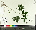  ( - TJD-623)  @11 [ ] CreativeCommons - Attribution Non-Commercial (2014) MTMG McGill University Herbarium