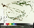  ( - TJD-631)  @11 [ ] CreativeCommons - Attribution Non-Commercial (2014) MTMG McGill University Herbarium