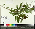 ( - TJD-637)  @11 [ ] CreativeCommons - Attribution Non-Commercial (2014) MTMG McGill University Herbarium