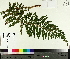  ( - TJD-642)  @11 [ ] CreativeCommons - Attribution Non-Commercial (2014) MTMG McGill University Herbarium