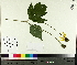  ( - TJD-649)  @11 [ ] CreativeCommons - Attribution Non-Commercial (2014) MTMG McGill University Herbarium
