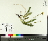 ( - TJD-671)  @11 [ ] CreativeCommons - Attribution Non-Commercial (2014) MTMG McGill University Herbarium