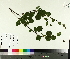  (Betula minor - TJD-677)  @11 [ ] CreativeCommons - Attribution Non-Commercial (2014) MTMG McGill University Herbarium