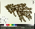  ( - TJD-697)  @11 [ ] CreativeCommons - Attribution Non-Commercial (2014) MTMG McGill University Herbarium