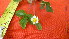  ( - TJD-001)  @11 [ ] CreativeCommons - Attribution Non-Commercial (2013) MTMG McGill Herbarium