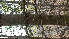  ( - TJD-465)  @11 [ ] CreativeCommons - Attribution Non-Commercial (2013) MTMG McGill Herbarium