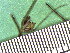  ( - TJD-121)  @11 [ ] CreativeCommons - Attribution Non-Commercial (2013) MTMG McGill Herbarium