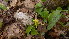  ( - TJD-013)  @11 [ ] CreativeCommons - Attribution Non-Commercial (2013) MTMG McGill Herbarium