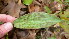  ( - TJD-013)  @11 [ ] CreativeCommons - Attribution Non-Commercial (2013) MTMG McGill Herbarium