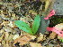  ( - TJD-126)  @11 [ ] CreativeCommons - Attribution Non-Commercial (2013) MTMG McGill Herbarium