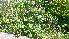  ( - TJD-157)  @11 [ ] CreativeCommons - Attribution Non-Commercial (2013) MTMG McGill Herbarium