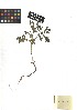  ( - TJD-182)  @11 [ ] CreativeCommons - Attribution Non-Commercial (2013) MTMG McGill Herbarium