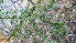 ( - TJD-466)  @11 [ ] CreativeCommons - Attribution Non-Commercial (2013) MTMG McGill Herbarium