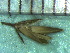  ( - TJD-204)  @11 [ ] CreativeCommons - Attribution Non-Commercial (2013) MTMG McGill Herbarium