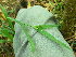  ( - TJD-214)  @11 [ ] CreativeCommons - Attribution Non-Commercial (2013) MTMG McGill Herbarium