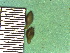  ( - TJD-214)  @11 [ ] CreativeCommons - Attribution Non-Commercial (2013) MTMG McGill Herbarium