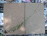  ( - TJD-221)  @11 [ ] CreativeCommons - Attribution Non-Commercial (2013) MTMG McGill Herbarium
