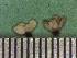  ( - TJD-244)  @11 [ ] CreativeCommons - Attribution Non-Commercial (2013) MTMG McGill Herbarium