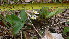  ( - TJD-003)  @11 [ ] CreativeCommons - Attribution Non-Commercial (2013) MTMG McGill Herbarium