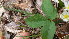  ( - TJD-003)  @11 [ ] CreativeCommons - Attribution Non-Commercial (2013) MTMG McGill Herbarium