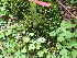  ( - TJD-257)  @11 [ ] CreativeCommons - Attribution Non-Commercial (2013) MTMG McGill Herbarium