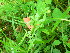  ( - TJD-258)  @11 [ ] CreativeCommons - Attribution Non-Commercial (2013) MTMG McGill Herbarium