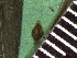  ( - TJD-263)  @11 [ ] CreativeCommons - Attribution Non-Commercial (2013) MTMG McGill Herbarium