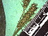  ( - TJD-263)  @11 [ ] CreativeCommons - Attribution Non-Commercial (2013) MTMG McGill Herbarium