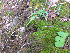  ( - TJD-264)  @11 [ ] CreativeCommons - Attribution Non-Commercial (2013) MTMG McGill Herbarium