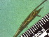  ( - TJD-264)  @11 [ ] CreativeCommons - Attribution Non-Commercial (2013) MTMG McGill Herbarium