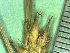  ( - TJD-266)  @11 [ ] CreativeCommons - Attribution Non-Commercial (2013) MTMG McGill Herbarium