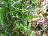  ( - TJD-287)  @11 [ ] CreativeCommons - Attribution Non-Commercial (2013) MTMG McGill Herbarium
