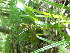  ( - TJD-287)  @11 [ ] CreativeCommons - Attribution Non-Commercial (2013) MTMG McGill Herbarium
