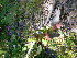  ( - TJD-324)  @11 [ ] CreativeCommons - Attribution Non-Commercial (2013) MTMG McGill Herbarium