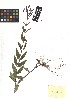  ( - TJD-324)  @11 [ ] CreativeCommons - Attribution Non-Commercial (2013) MTMG McGill Herbarium