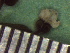  ( - TJD-330)  @11 [ ] CreativeCommons - Attribution Non-Commercial (2013) MTMG McGill Herbarium